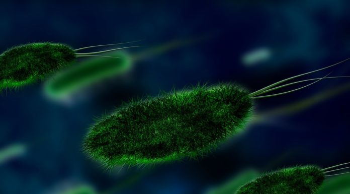 Eradykacja Eradykacja