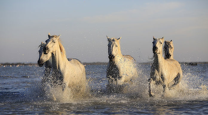 Probiotyki dla koni – co powinieneś o nich wiedzieć?