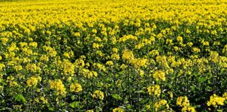 Lecytyna skuteczna nie tylko w poprawie pamięci