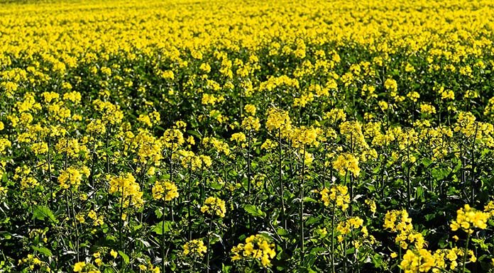 Lecytyna skuteczna nie tylko w poprawie pamięci