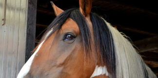 Witaminy i suplementy dla koni