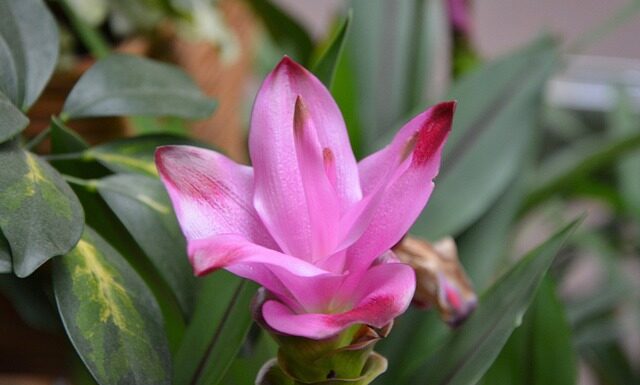 Ile łyżeczek kurkumy dziennie? Ile łyżeczek kurkumy dziennie?