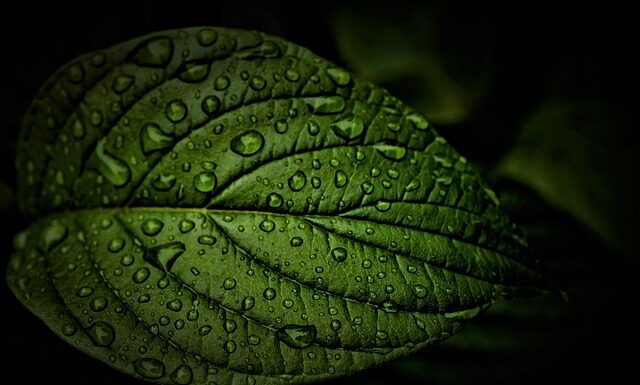 Co udrażnia żyły? Co udrażnia żyły?