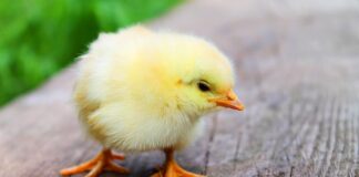 W czym doprawić kurczaka do sałatki?