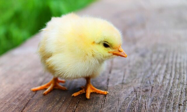 W czym doprawić kurczaka do sałatki?