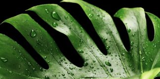 Czy jest zdrowa monstera?