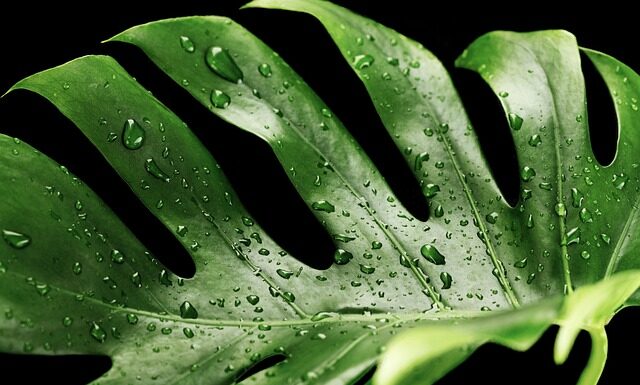 Czy jest zdrowa monstera? Czy jest zdrowa monstera?