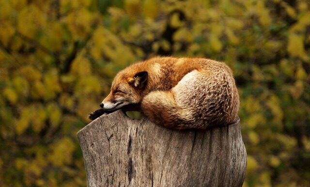 Co to jest czerwona czubryca?