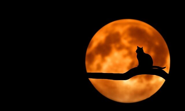 Co oznaczają czarne rękawiczki?