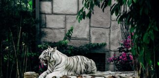 Co znaczy Rok Tygrysa?