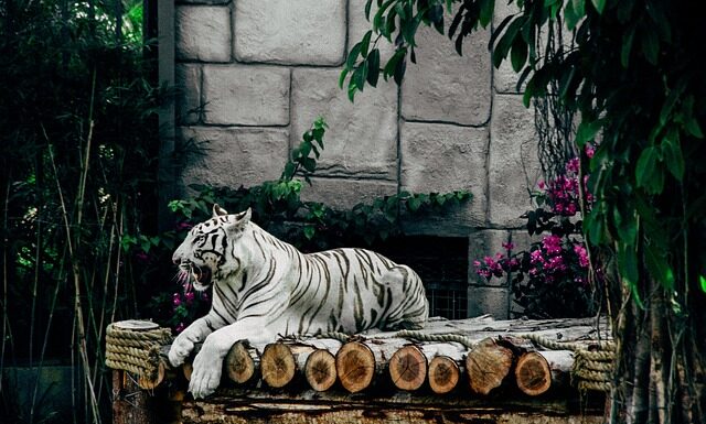 Co znaczy Rok Tygrysa?