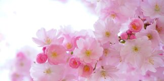 Jakie są rośliny w Tatrach?