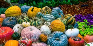 Czy wegetarianie jedzą ryby i owoce morza?