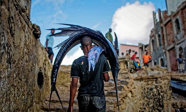 Czy maltańczyk może chodzić po schodach? Czy maltańczyk może chodzić po schodach?