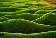 Czy algi nori są zdrowe?