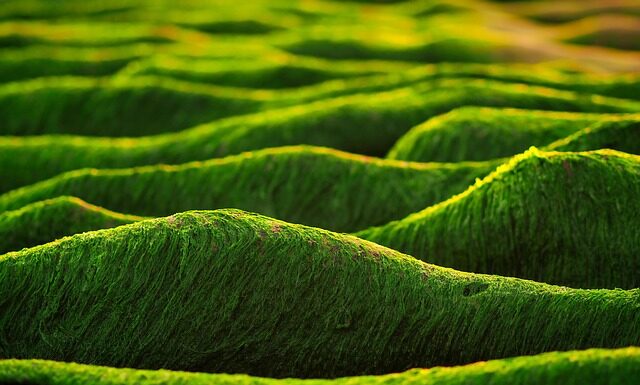 Czy algi nori są zdrowe? Czy algi nori są zdrowe?