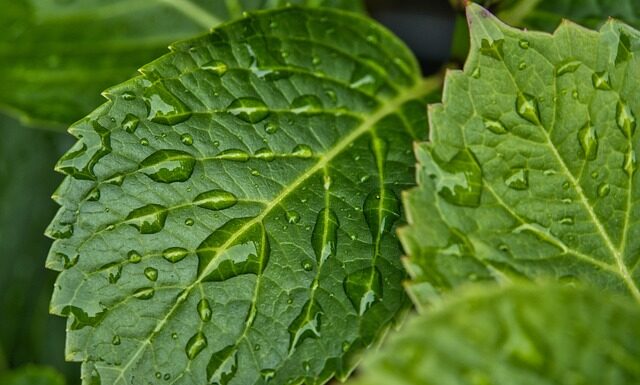 Jak pozbyć się wilgoci domowym sposobem? Jak pozbyć się wilgoci domowym sposobem?