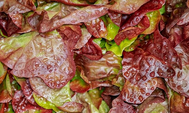 Jaką sałatkę można zrobić do obiadu?