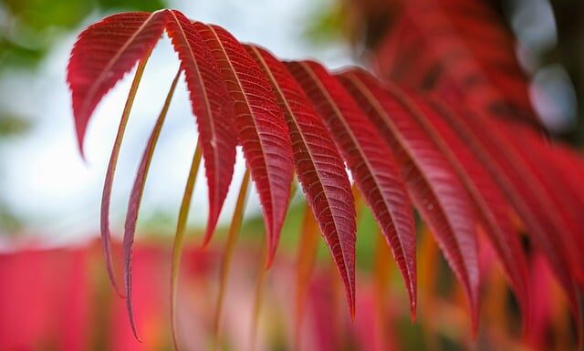 Jaki smak ma Sumak? Jaki smak ma Sumak?