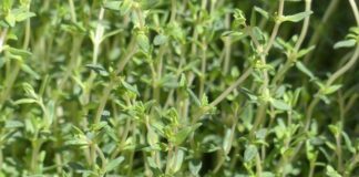 Czy macierzanka i tymianek to jest to samo?