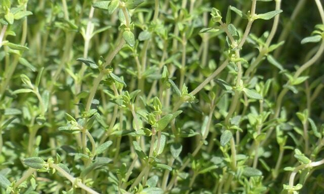 Czy macierzanka i tymianek to jest to samo?