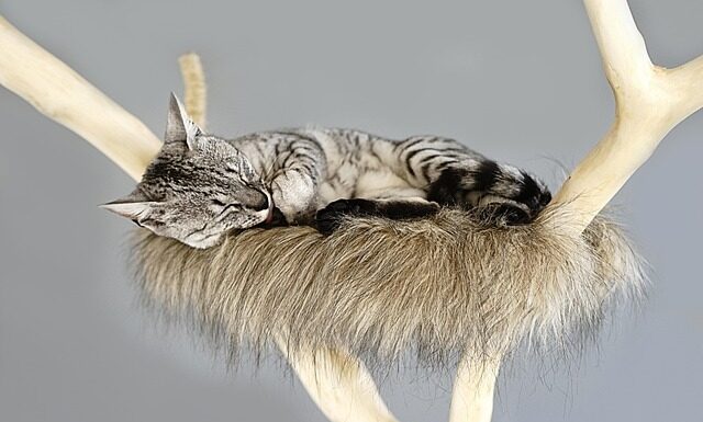 Z czego zrobić drapak? Z czego zrobić drapak?