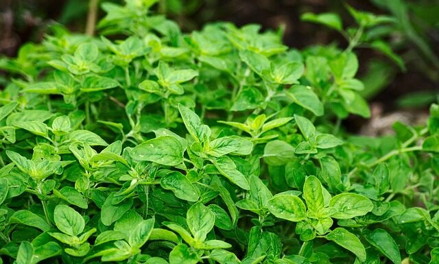 Czy można mieszać oregano z bazylią?