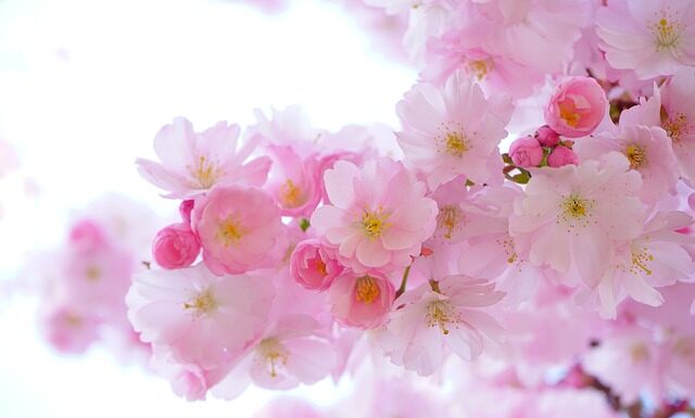 Jakie rośliny oczyszczają wodę w oczku? Jakie rośliny oczyszczają wodę w oczku?