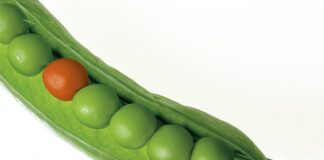 Czy groch jest owocem?