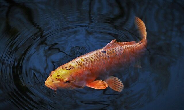 Jaki serek jest podobny do Philadelphia?