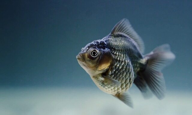 Jak hodować rybkę Nemo?