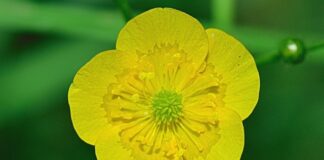 Ile kosztuje 1 patyczak?