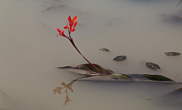 Od czego robi się mętna wodą w akwarium? Od czego robi się mętna wodą w akwarium?