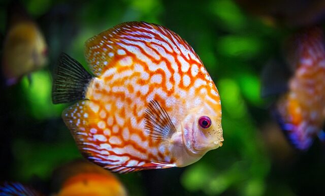 Jak założyć swoje pierwsze akwarium? Jak założyć swoje pierwsze akwarium?