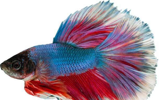 Co powoduje że gupiki w akwarium umierają?