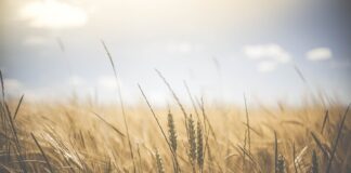 Jak łączyć węglowodany z białkiem?