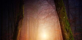 Jak nauczyć psa chodzić po schodach?