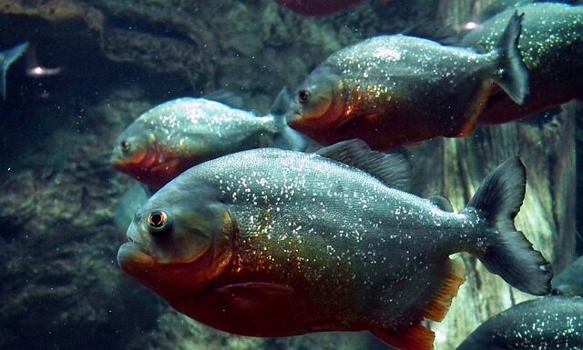 Ile kosztuje pirania?