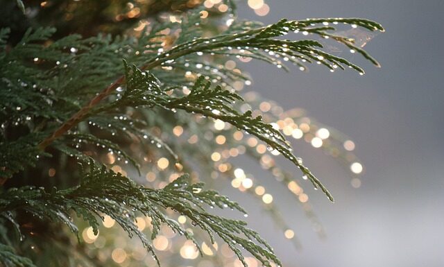 Kiedy tuja jest drzewem?