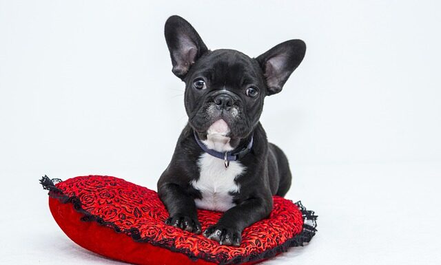 Czy buldog francuski może chodzić po schodach?