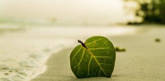 Kiedy dodajemy liść laurowy?