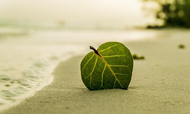 Kiedy dodajemy liść laurowy?