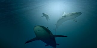 Jak głęboko pływa rekin?