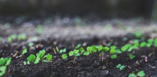 Kiedy nie jeść rukoli?