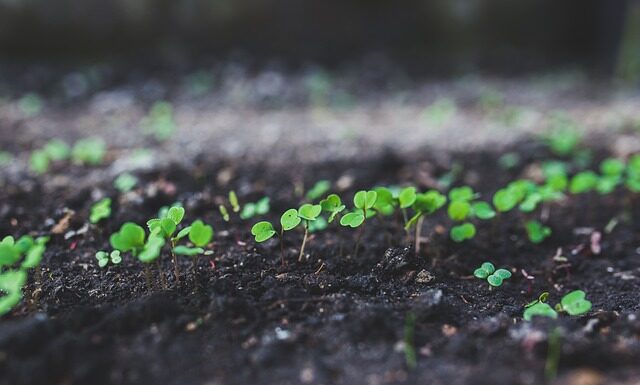 Kiedy nie jeść rukoli?