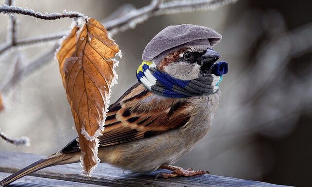 Jak ogrzać drewniane terrarium? Jak ogrzać drewniane terrarium?