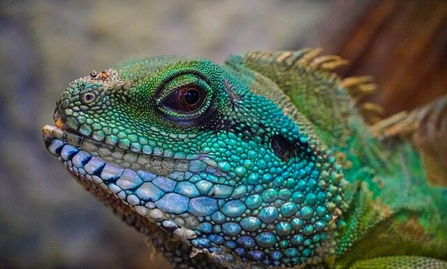 Jak czyścić terrarium gekona? Jak czyścić terrarium gekona?