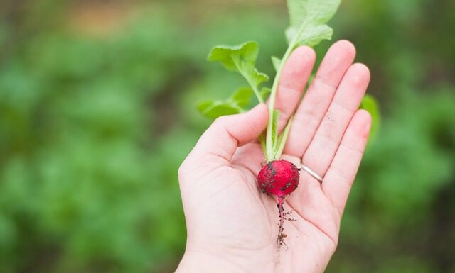 Czy rzodkiewka ma witaminę K?