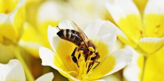 Jakie zioła do jajecznicy?