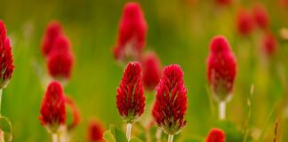 Co sadzić po strączkowych?